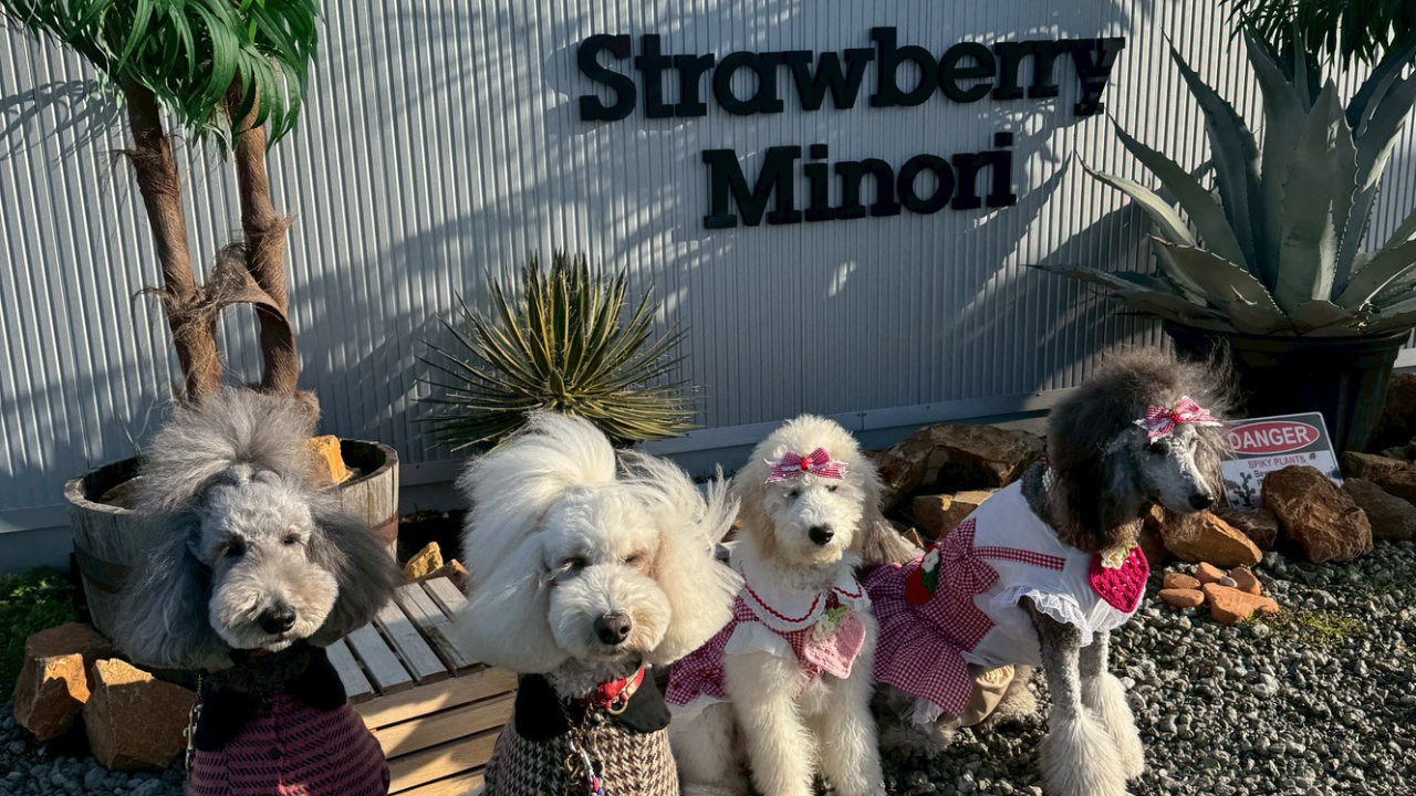 雨上がりの午後、愛犬といちご狩り【滋賀県みのり農園】
