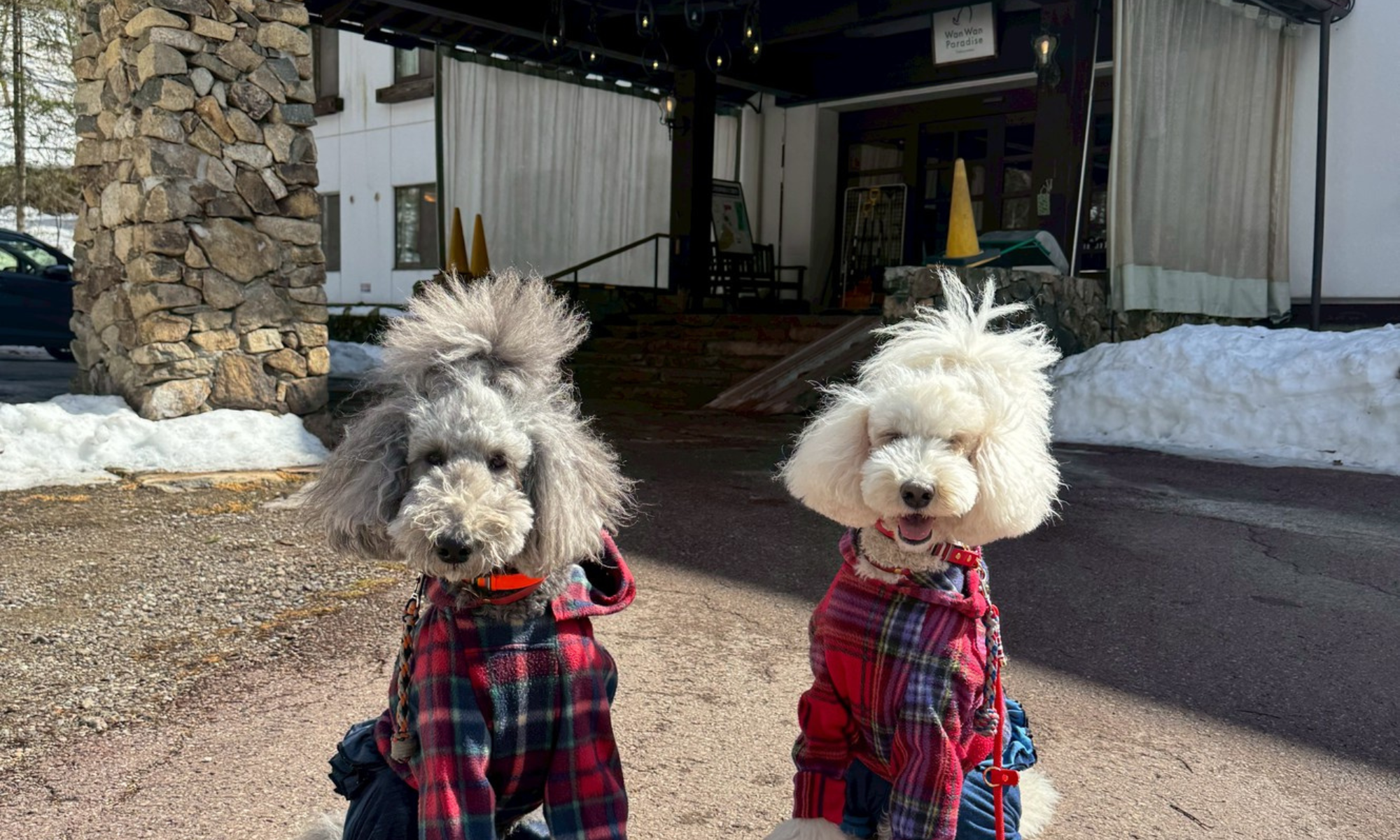 【高山ドッグラン無料情報】ホテルワンワンパラダイス高山は宿泊なしでも利用可能｜冬の犬旅スポット