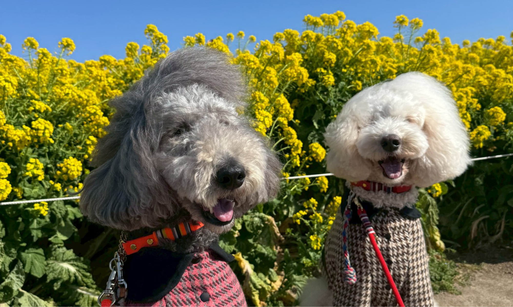 【満開すぎた】愛知牧場で小夏と小麦と春探ししてきました🌼🐶