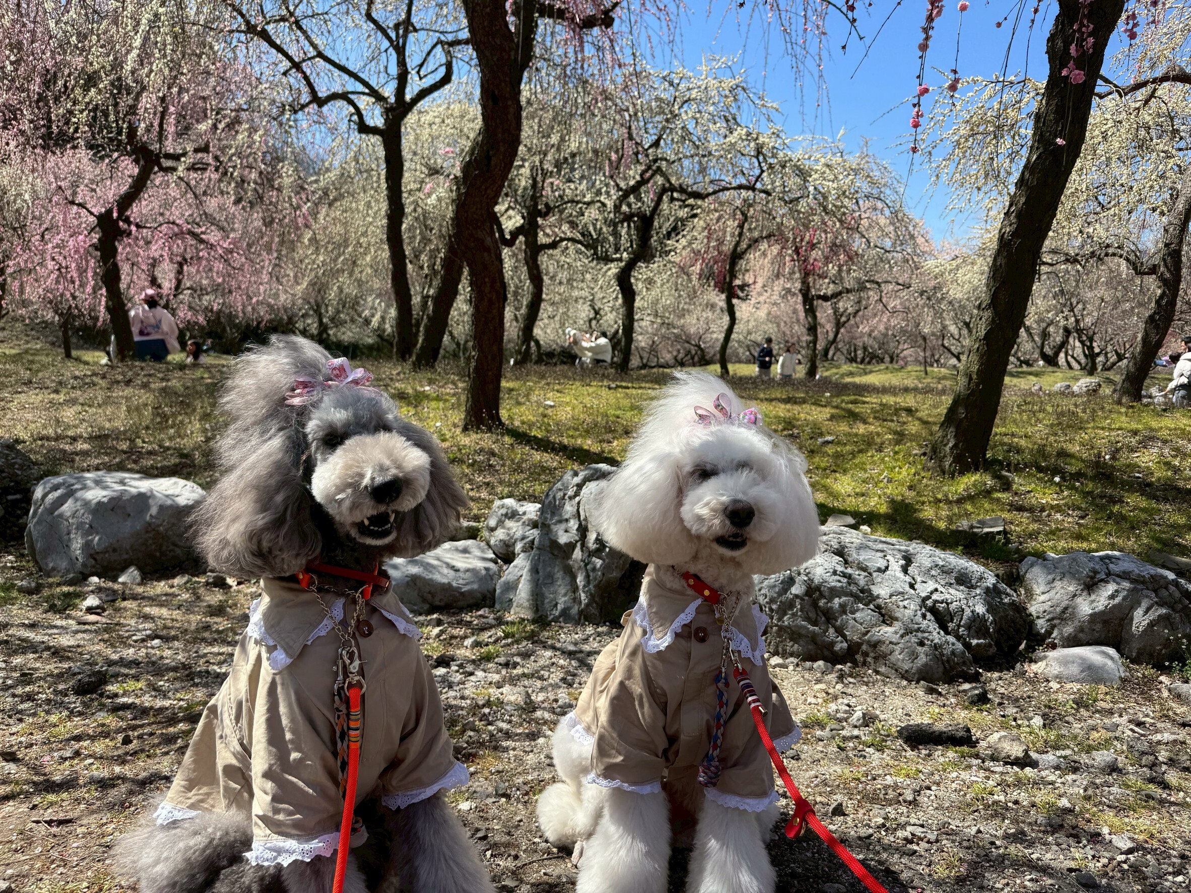 【3月20日（金・祝）まで開催】愛犬と行く「いなべ市梅林公園 梅まつり」｜小夏＆小麦と春のお出かけ