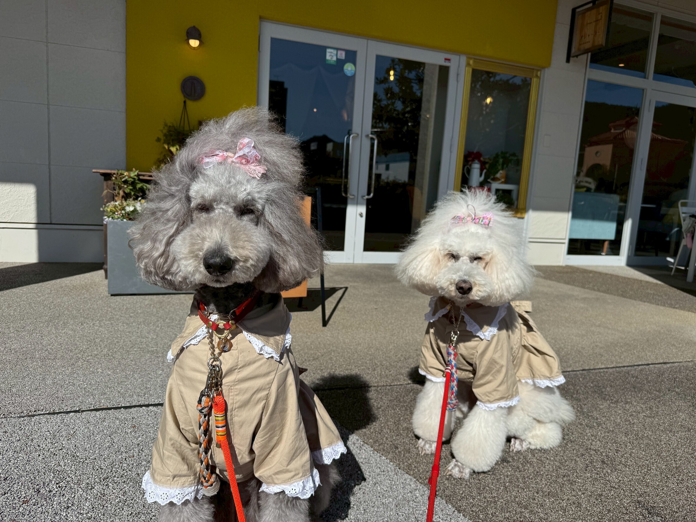 【岐阜市】穏やかな土曜の朝。小夏と小麦を連れて、長良のカフェ・アジャーラーへ