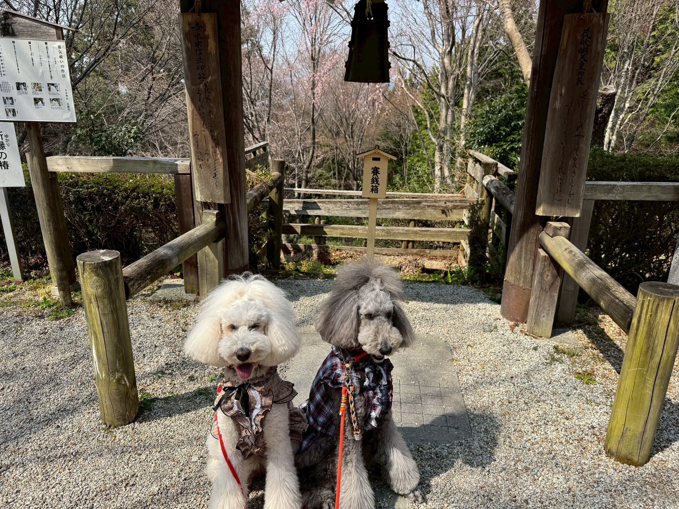 【体験記】スタンダードプードルと行く奈良・吉野山！桜シーズン先取り散歩と大型犬連れの注意点