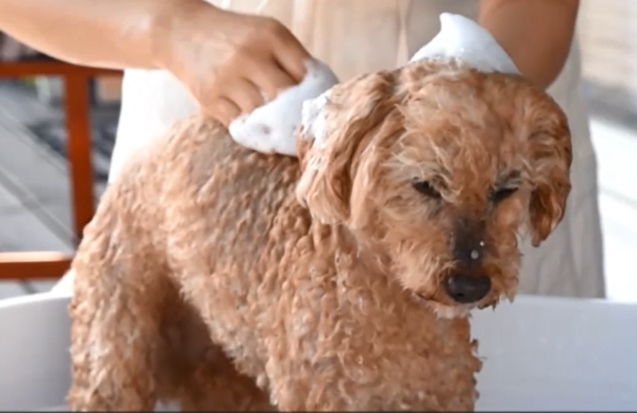 【冬の乾燥対策】薬を塗る前に「洗い方」を変えて！15歳シニア犬もふわふわになる「魔法の泡」の秘密