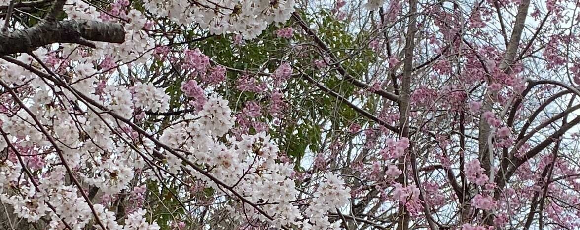 HiQ IAマップと仕事力 「27 傾聴力」①傾聴力とは何か①  (2024/06/04)