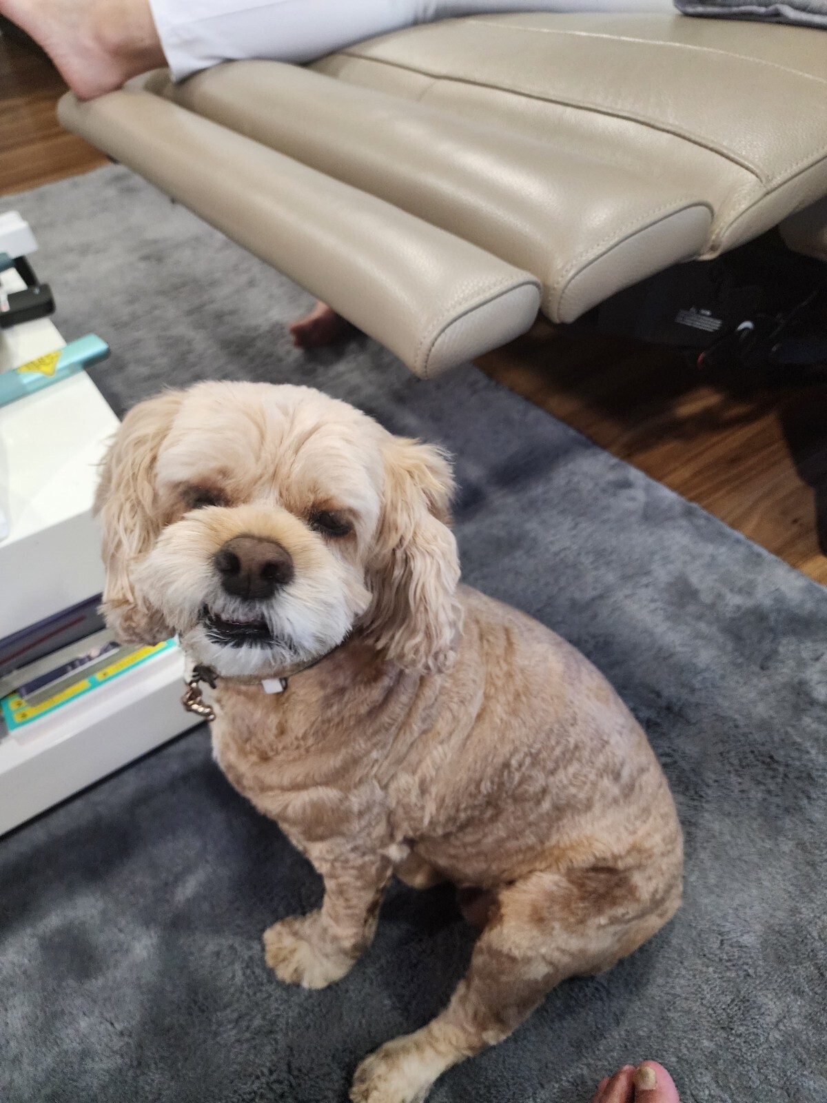犬と暮すちょっと豊かな生活