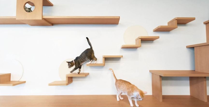 猫と暮すのんびりと豊かな生活
