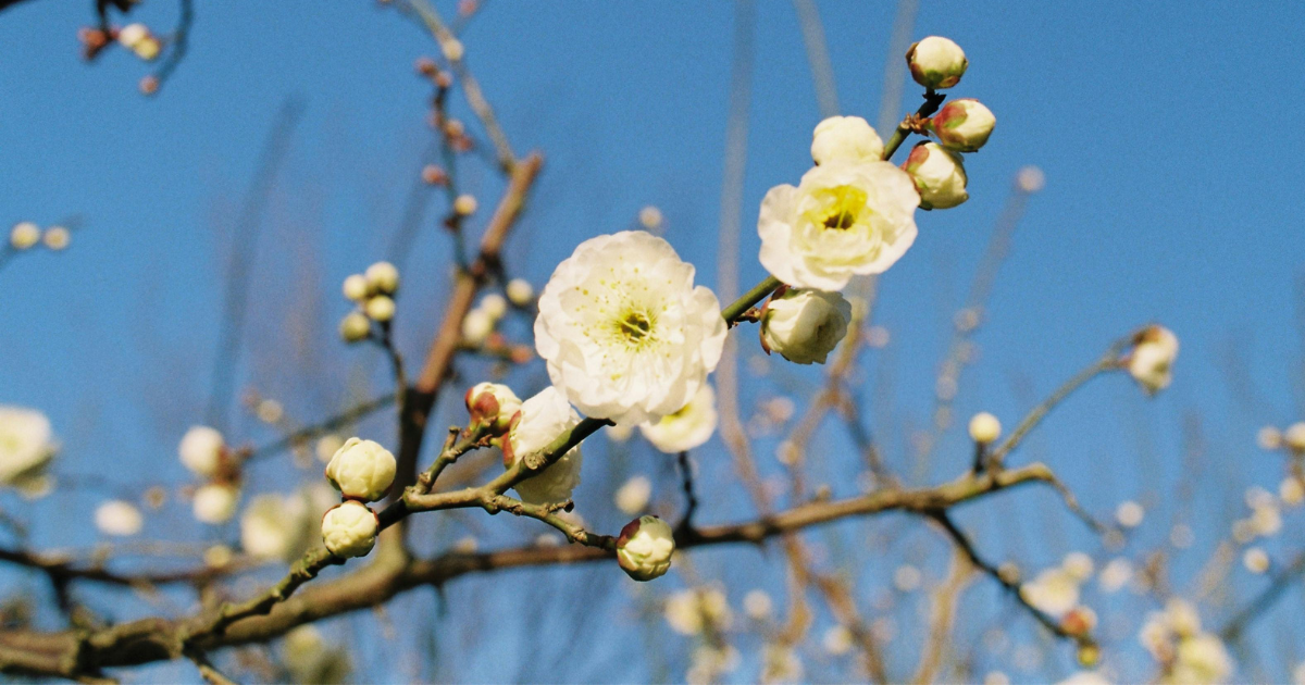 2月の時候の挨拶・季節の言葉|上旬・中旬・下旬の書き出しと結び例文