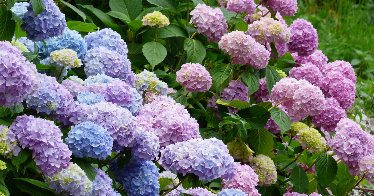 6月の時候の挨拶・季節の言葉｜上旬・中旬・下旬の書き出しと結び例文