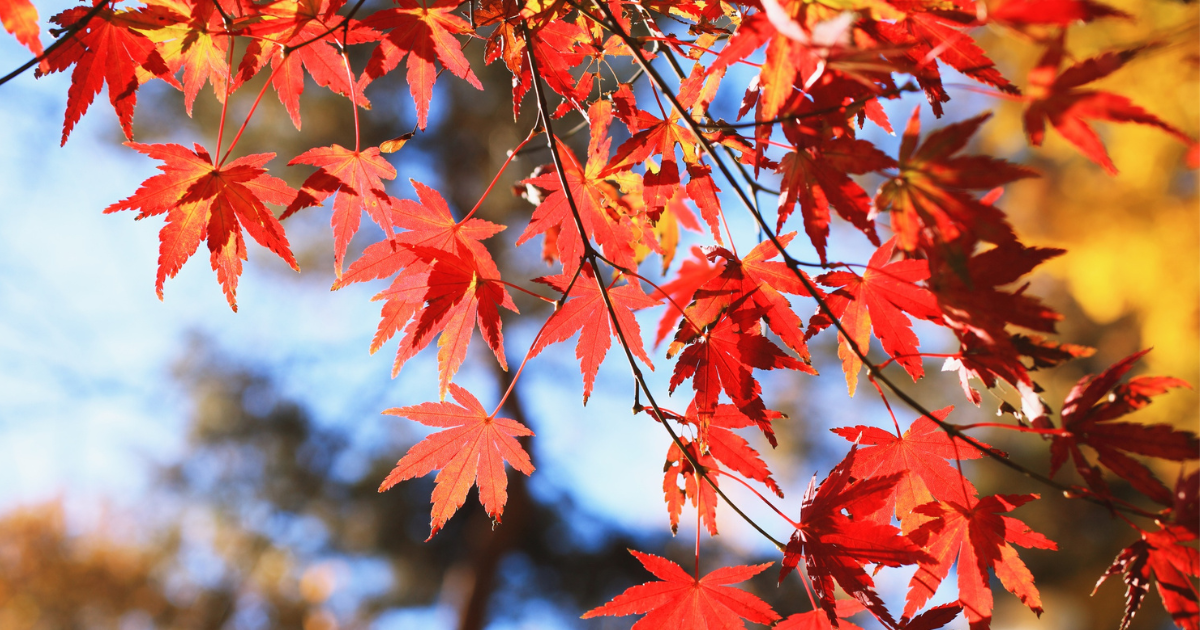 11月の時候の挨拶・季節の言葉|上旬・中旬・下旬の書き出しと結び例文