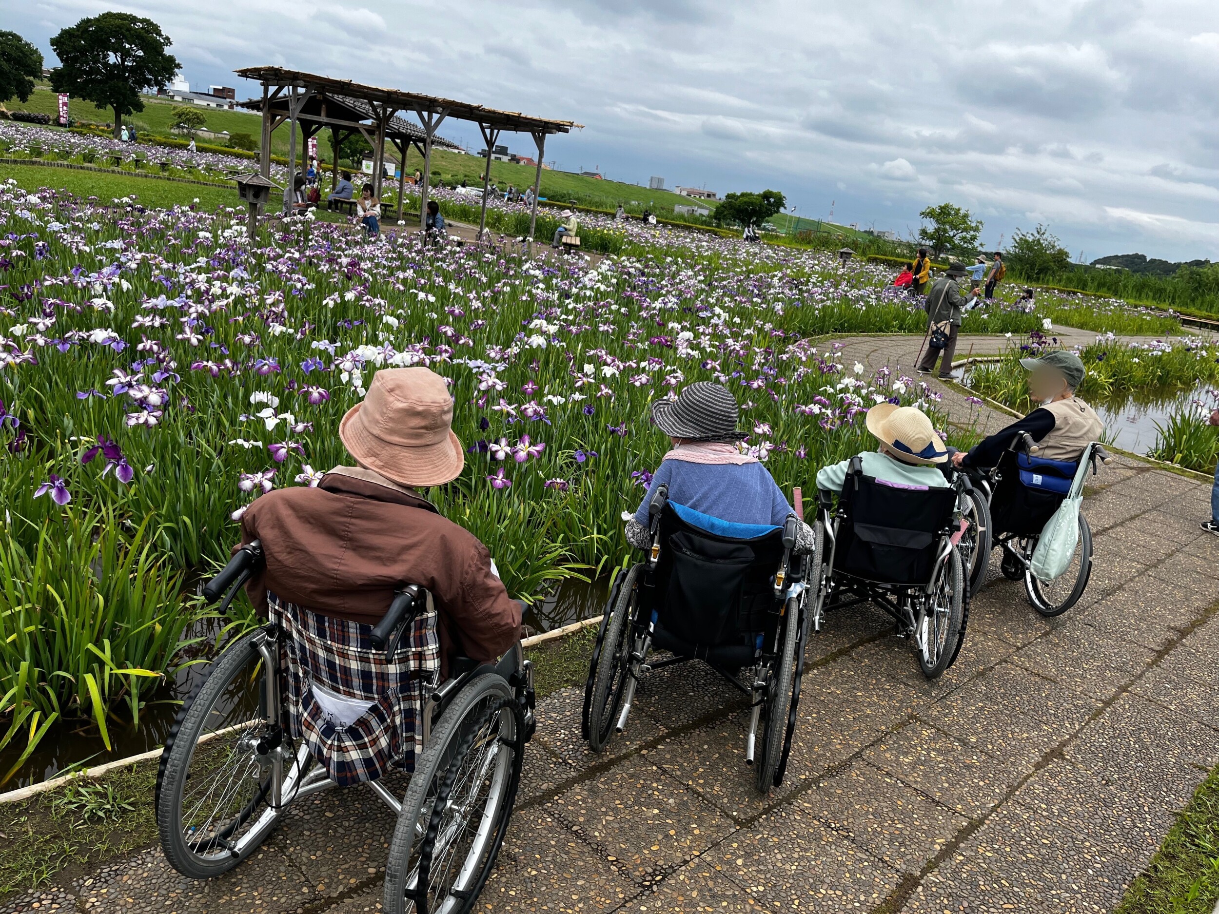 小岩菖蒲園へ行ってきました！