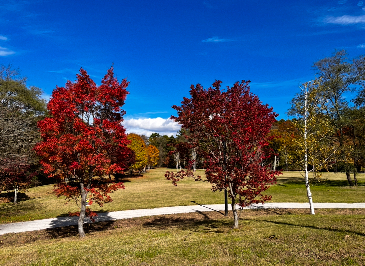 「弾いてくれてありがとう」
