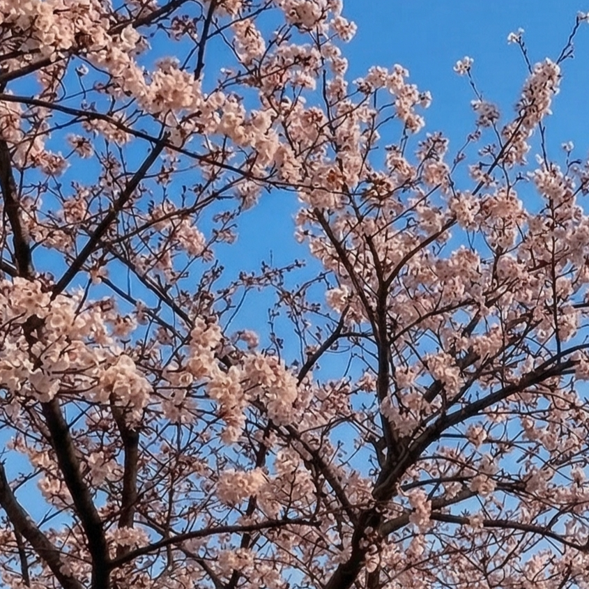 ポスティングに行くと…。