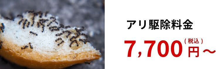 アリ