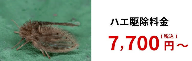 ハエ