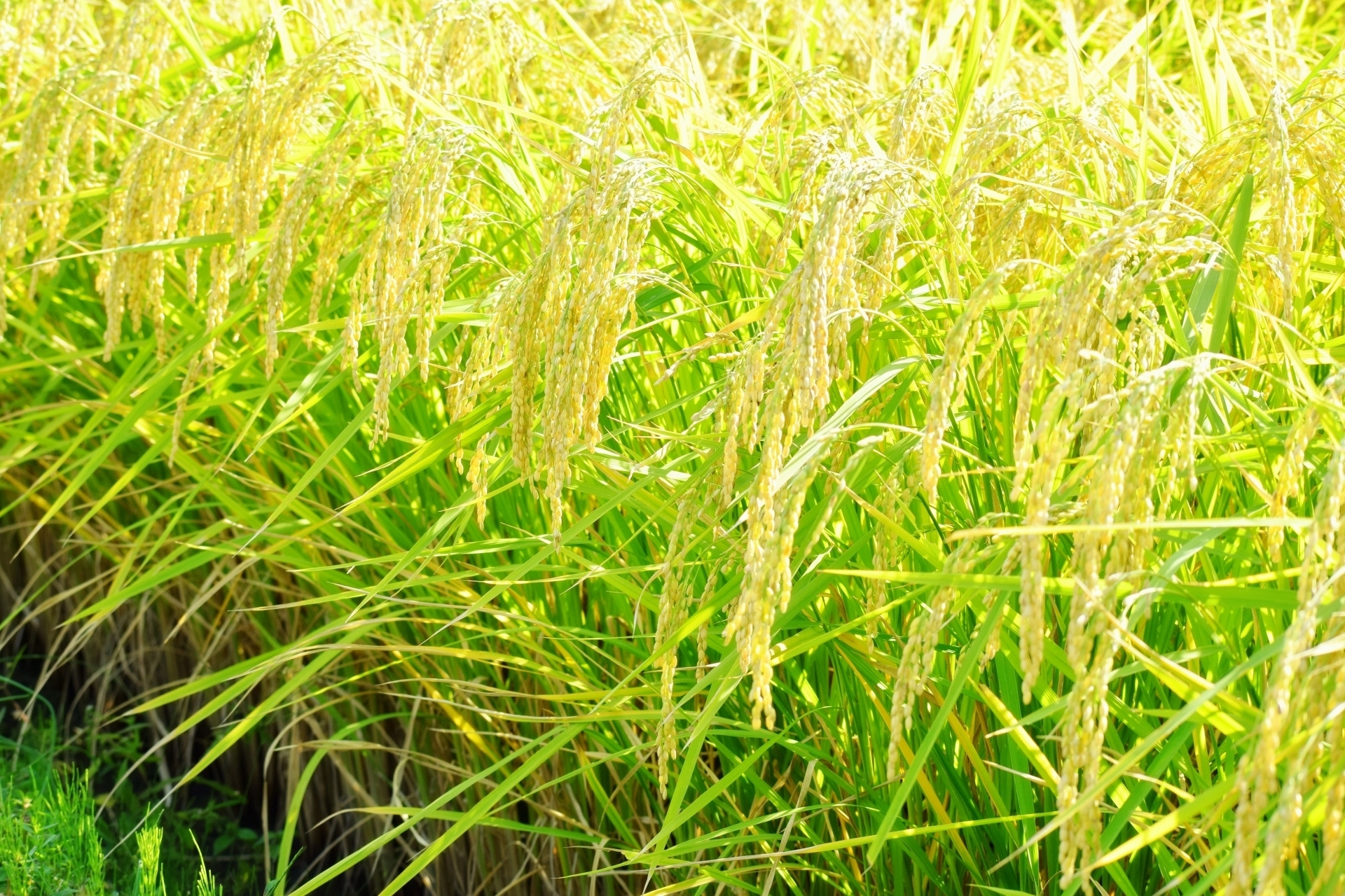 ―　造る酒は、ひとつ　―　　創業160年の小さな蔵が、令和8年度は“米を分けて”仕込む理由