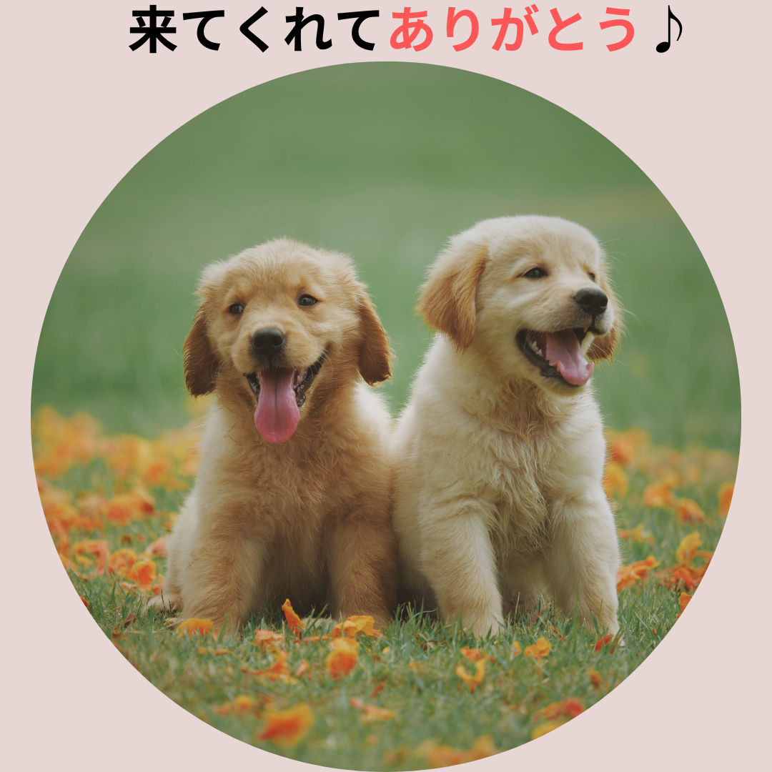 ロゴ画像