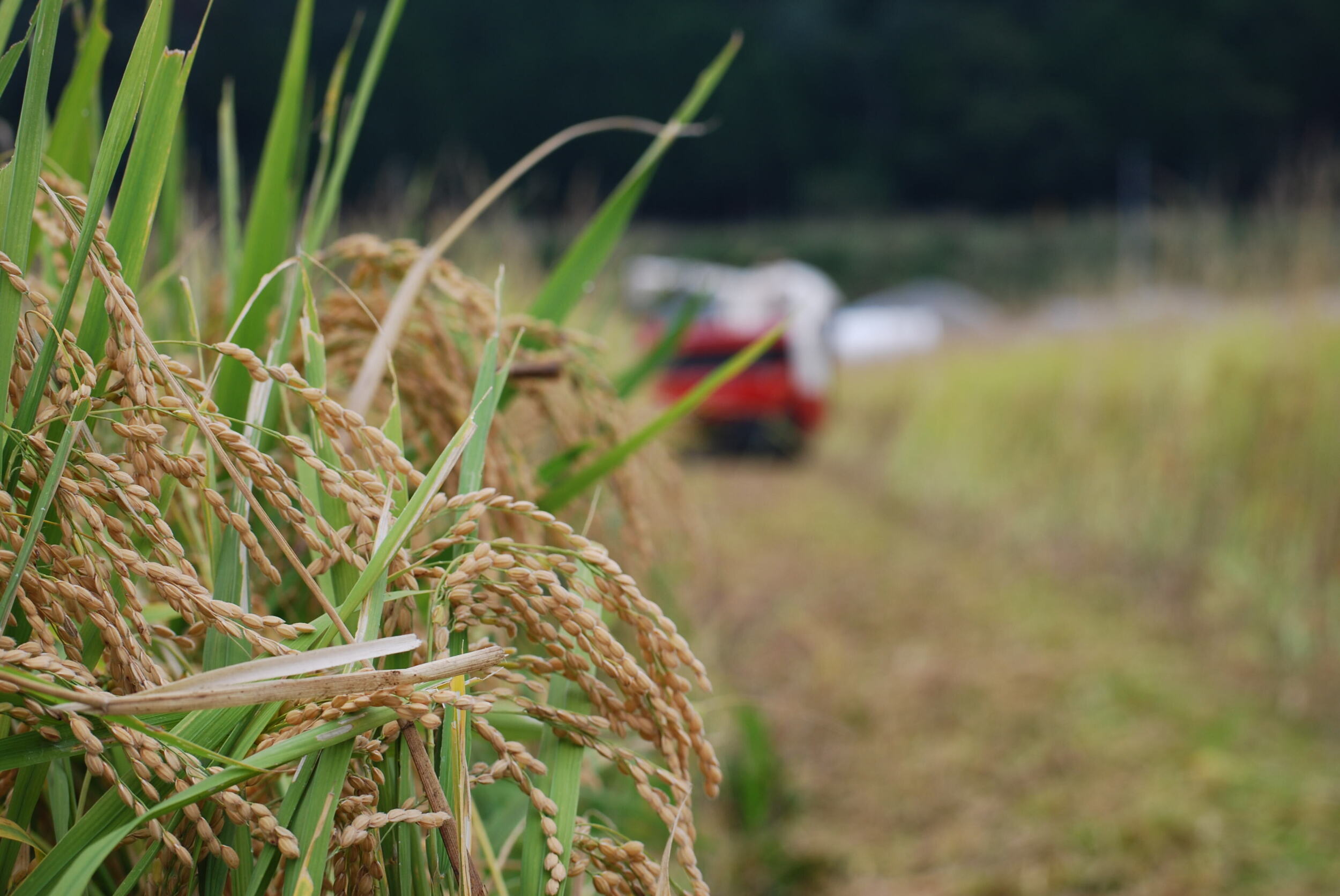 2025年お米コンクール受賞結果