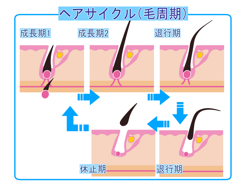 なぜ脱毛は何回も通うの？毛周期のお話