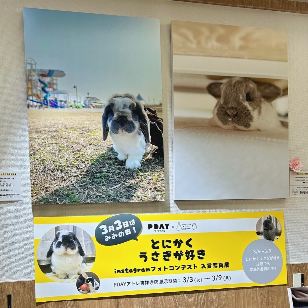 コイデカメラ吉祥寺店 × とにかくうさぎが好き 「Instagramフォトコンテスト」入賞写真展