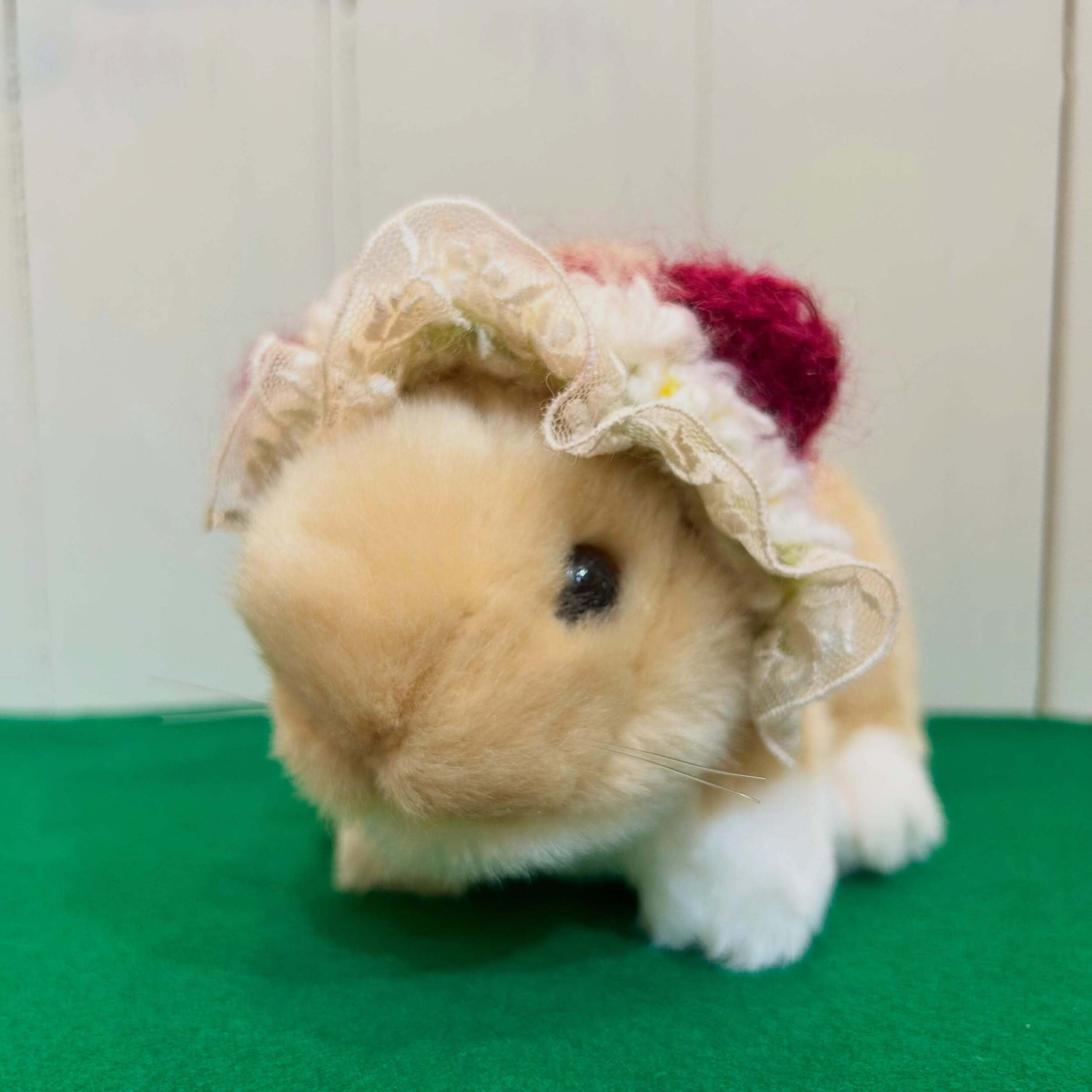 ふわふわのおめかし時間💕「ひのきや」さんのうさぎさん用ヘッドドレスが届きました🐰🎀