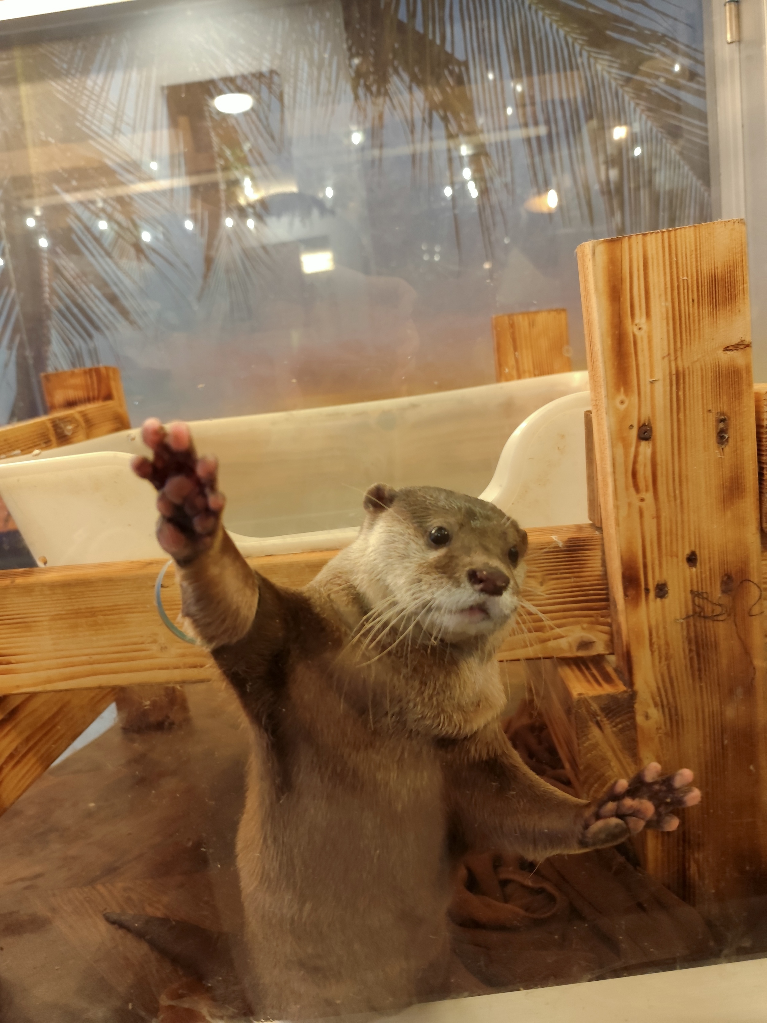 動物は癒し