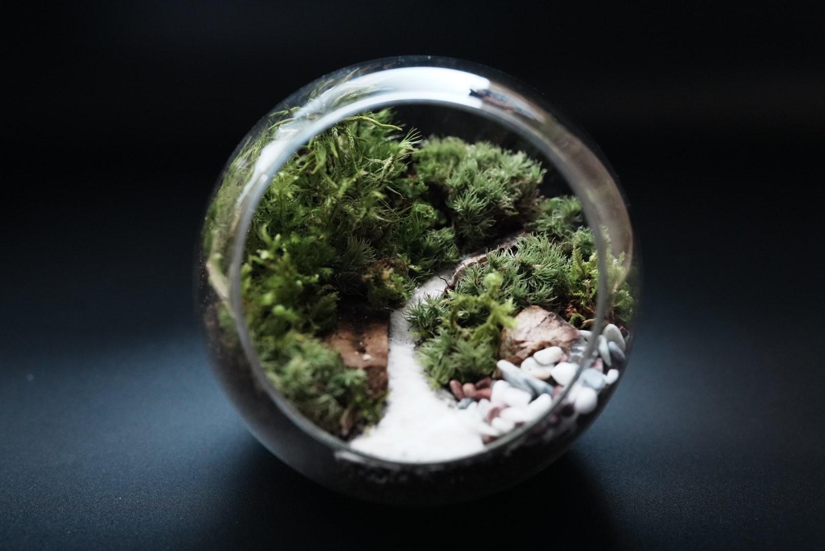 苔テラリウム | アクアミッション
