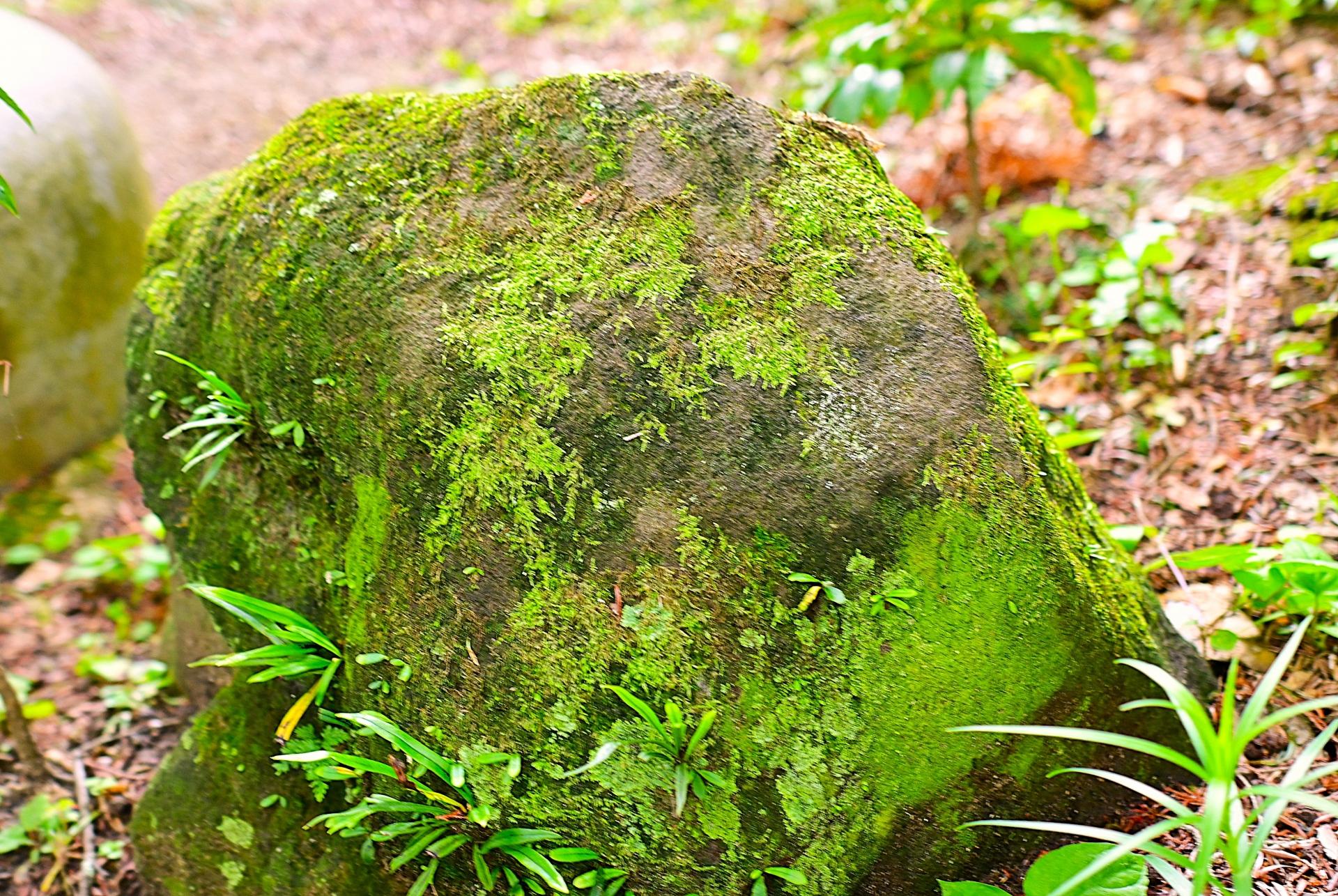 さざれ石 苔テラリウム・アクアリウム用 天然石 一点物 約21cm (074