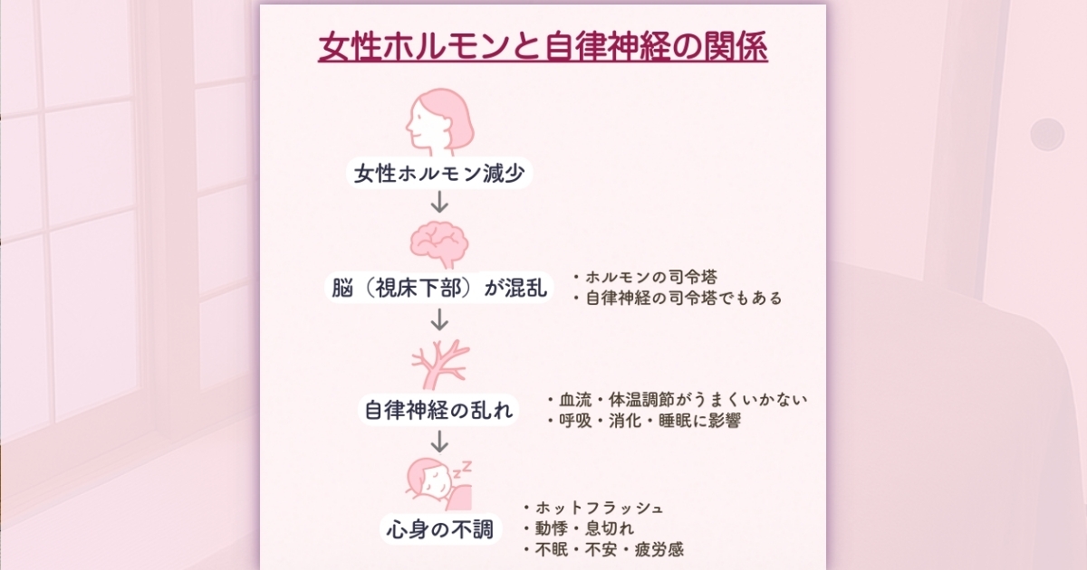 女性ホルモンの減少が脳（視床下部）に影響し、自律神経の乱れを引き起こす仕組みを示す図解。宝塚のそらまめ整体院による説明。