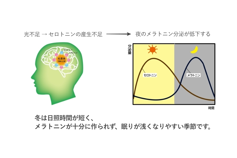 光不足によりセロトニンが減り、夜のメラトニン分泌が低下して不眠が起こる仕組みを示す図。