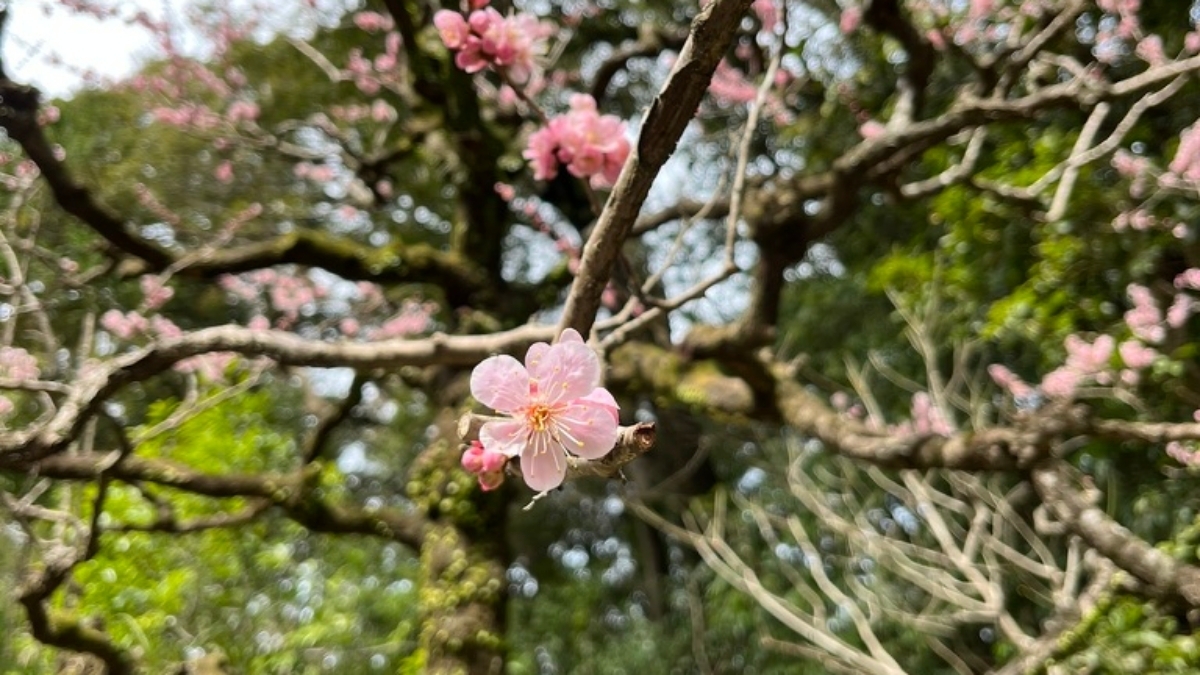 成長と変化の季節を感じさせる梅の花の写真