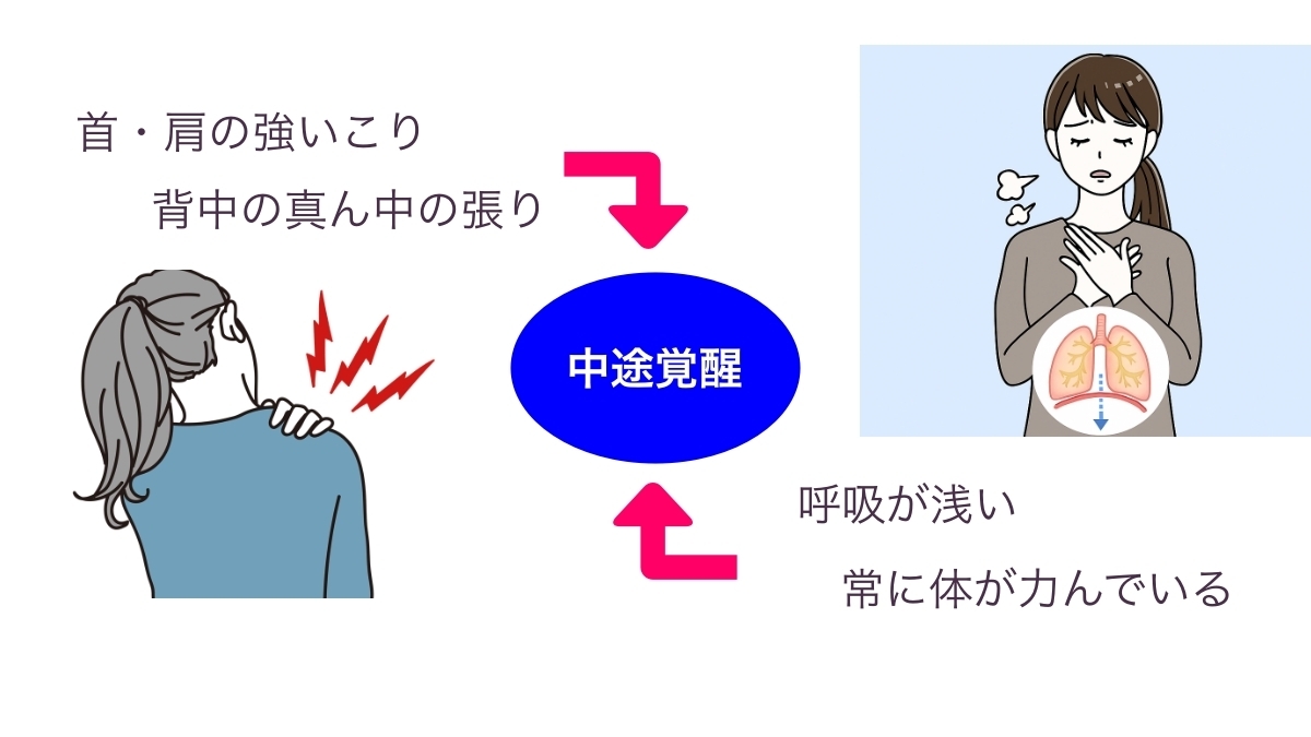 首や肩のこり・背中の緊張・呼吸の浅さなど体の状態が中途覚醒につながる仕組み