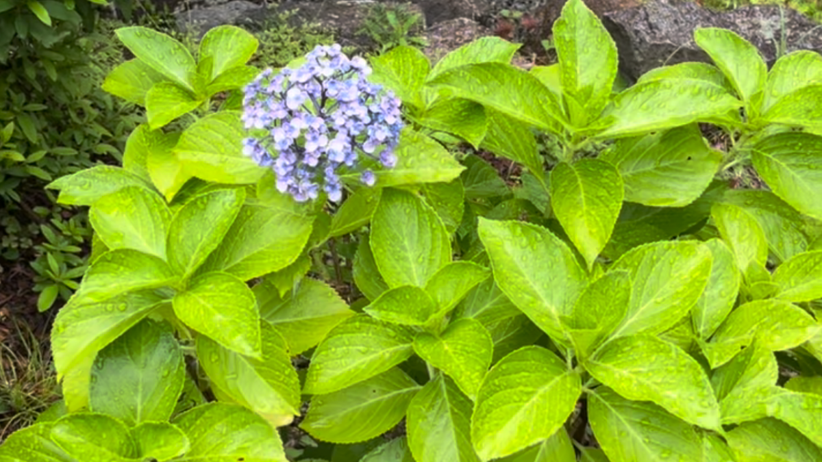 雨粒に濡れてしっとりと輝く緑の葉と、静かに咲く紫色の紫陽花（アジサイ）。自律神経のパニックを鎮める深い休息のイメージ