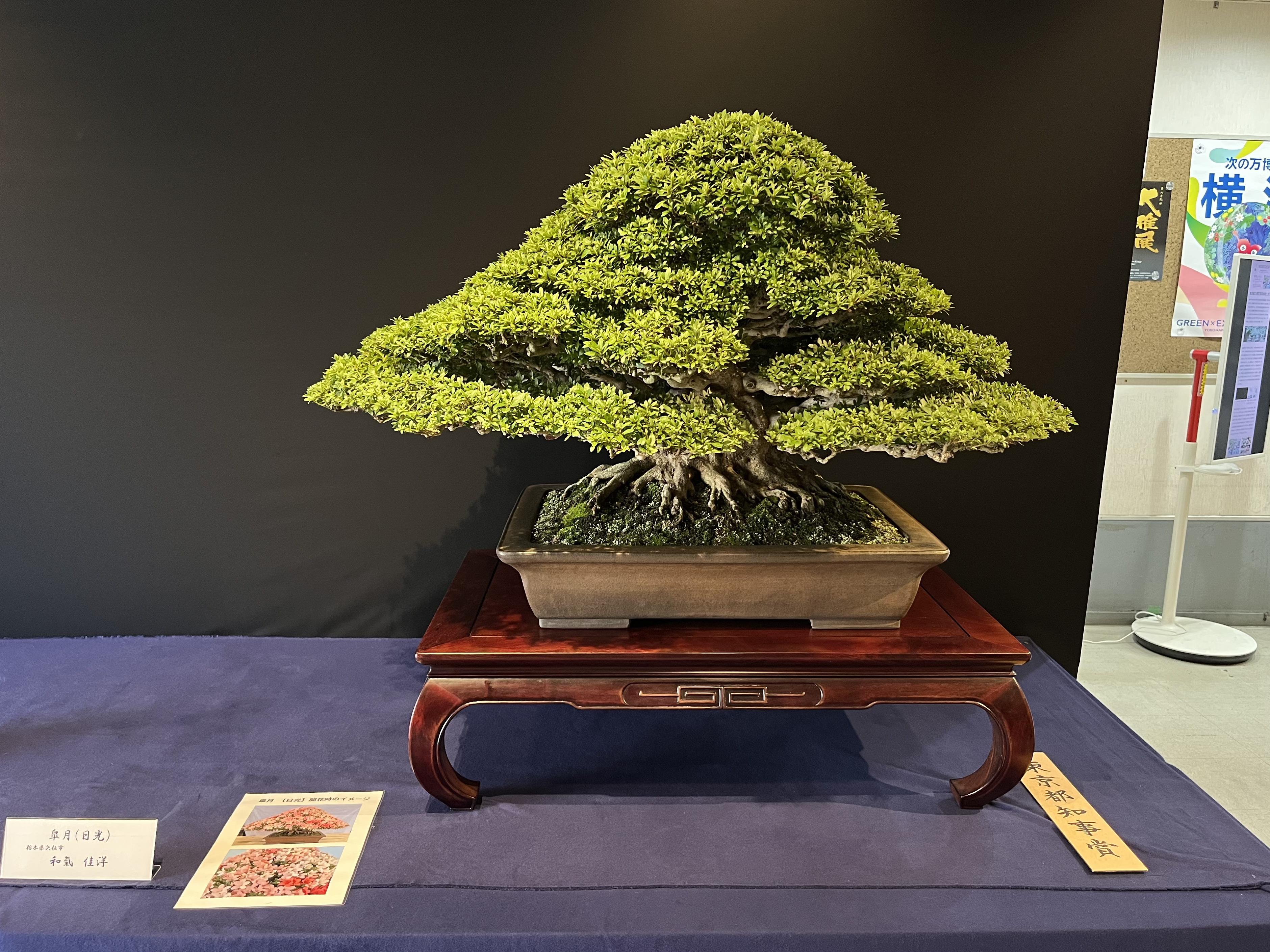 三代で育てた、一本の皐月。東京都知事賞　皐月(日光)｜和洋園・和氣佳洋さん インタビュー