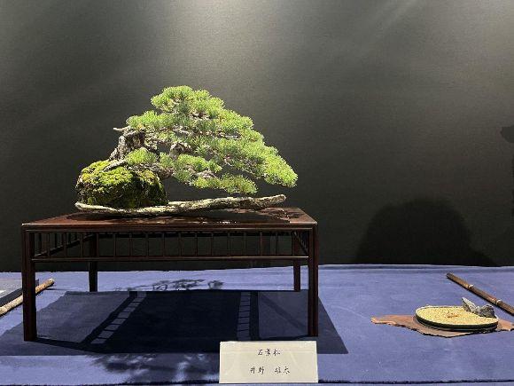 盆栽から広がる、空間の可能性