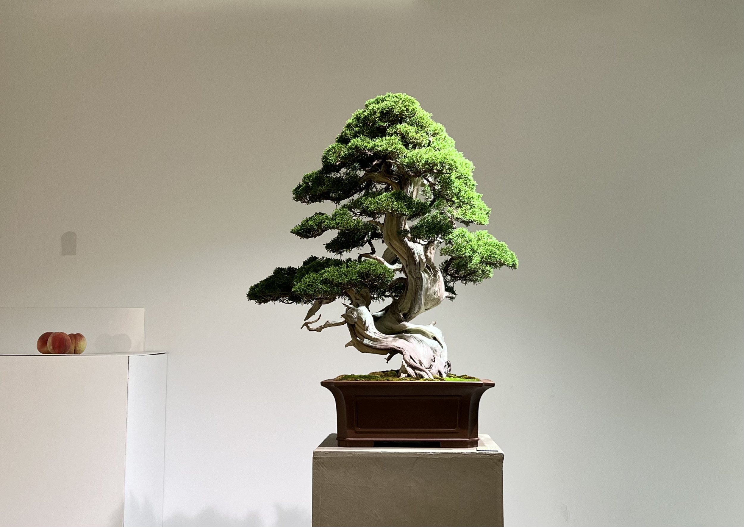 盆栽の歴史 盆栽のルーツと進化の物語