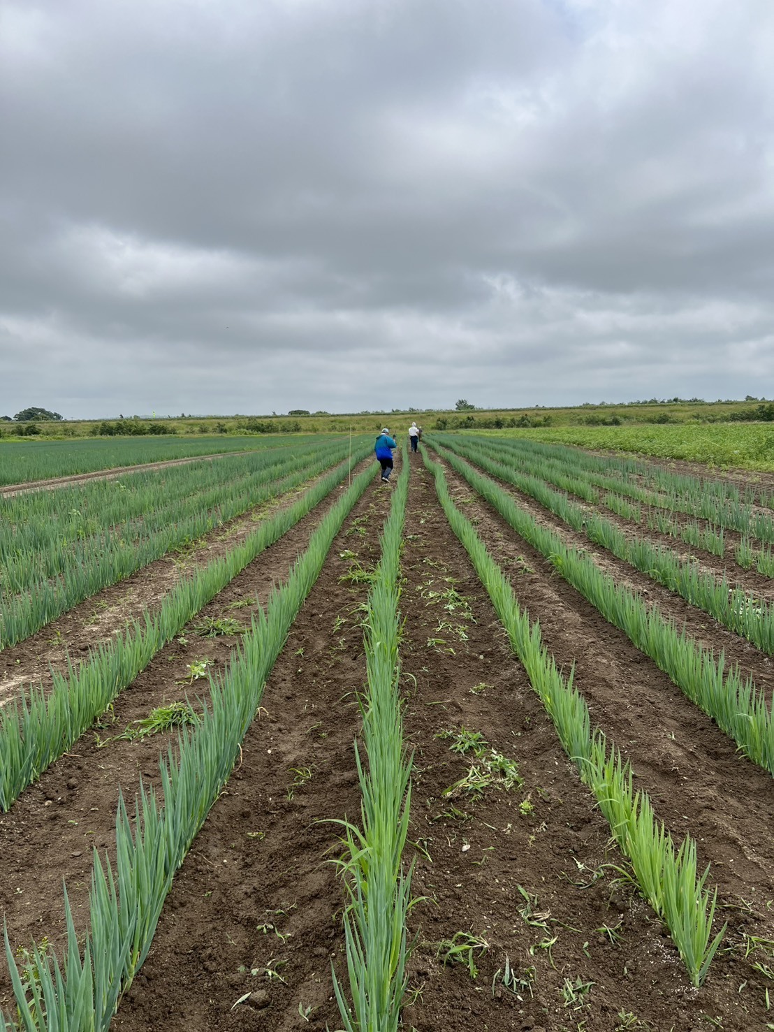 50代・60代でも無理なくできる農作業とは