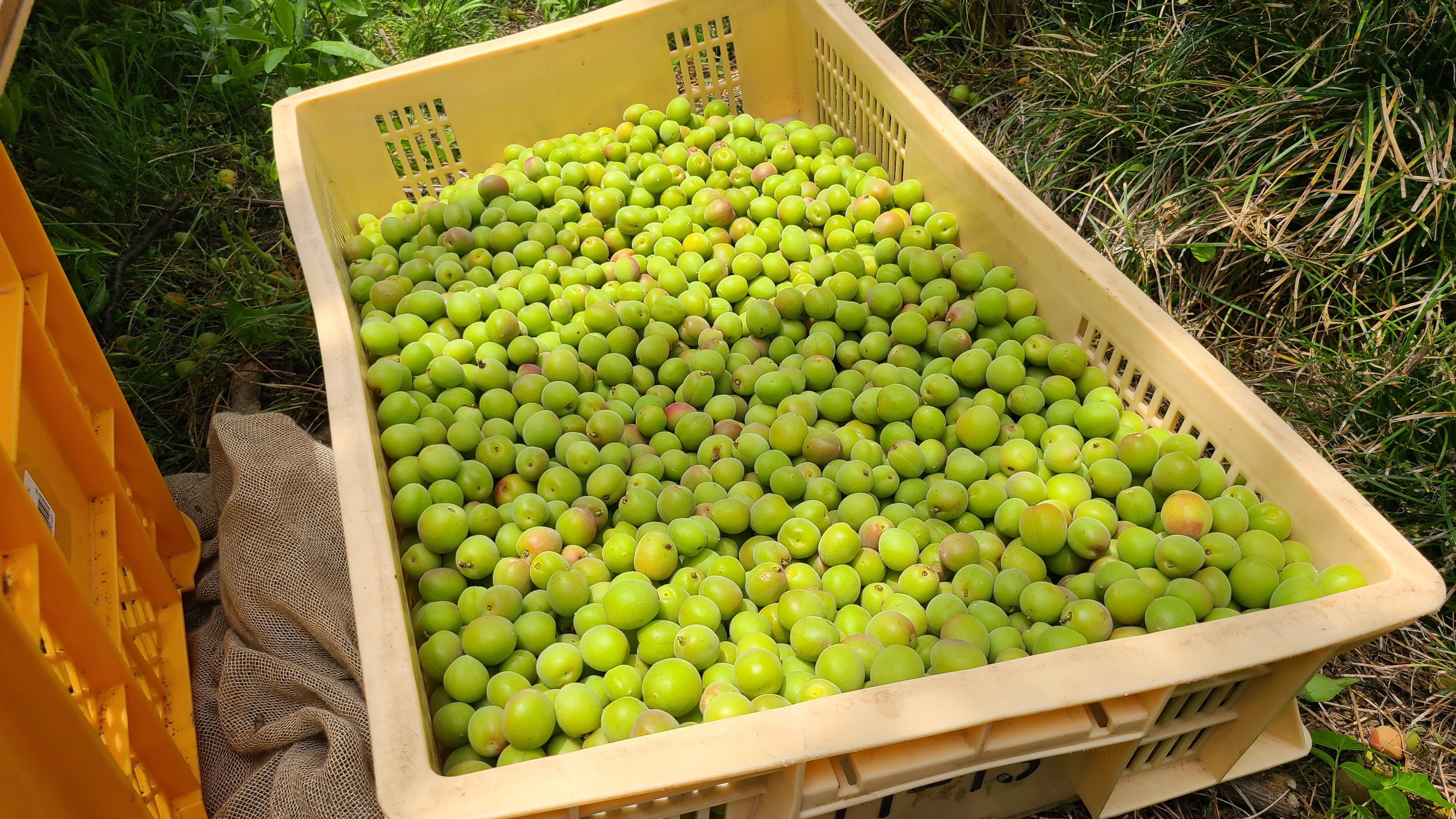 ミートボール様　山梨県産　青梅　甲州小梅　20kg　５月上中旬頃から順次発送 ミートボール様 山梨県産 青梅 甲州小梅 20kg 5月上中旬頃から