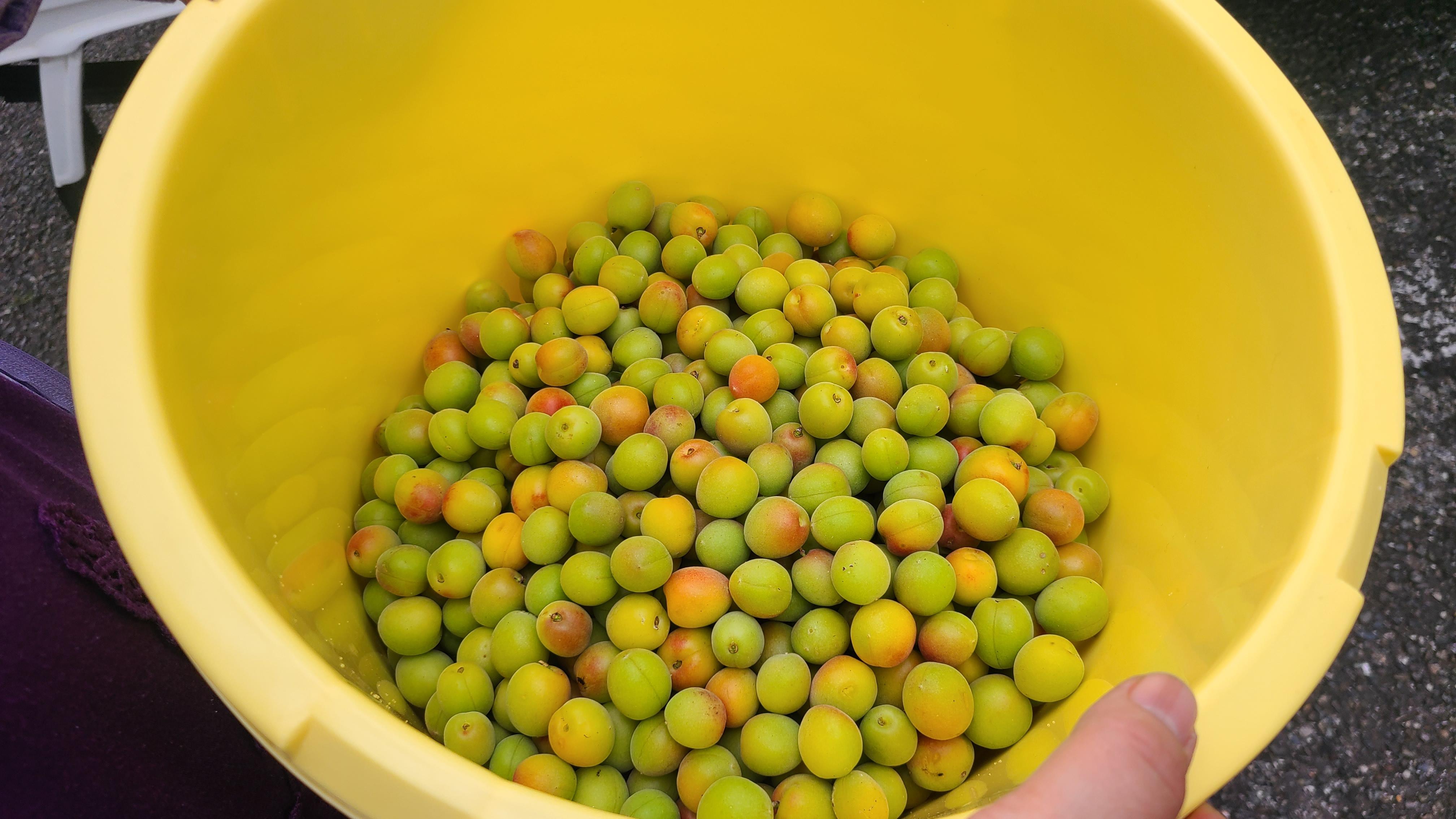 めいめい様　山梨県産　青梅　甲州小梅　20kg　５月上中旬頃から順次発送 71cc8b3414f7859dc8e1c86f9e57be