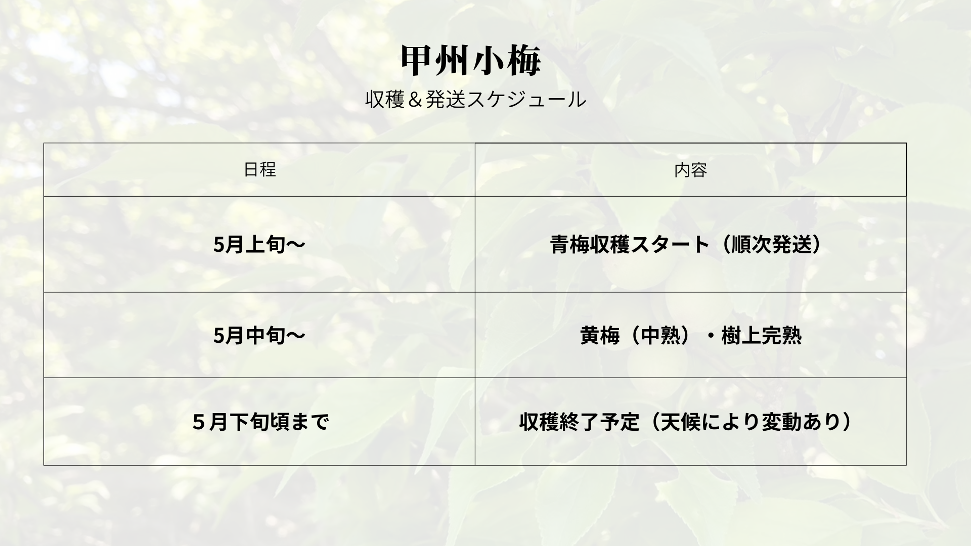 2025年度】甲州小梅「樹上完熟」 | 日々之畑｜hibi no hatake