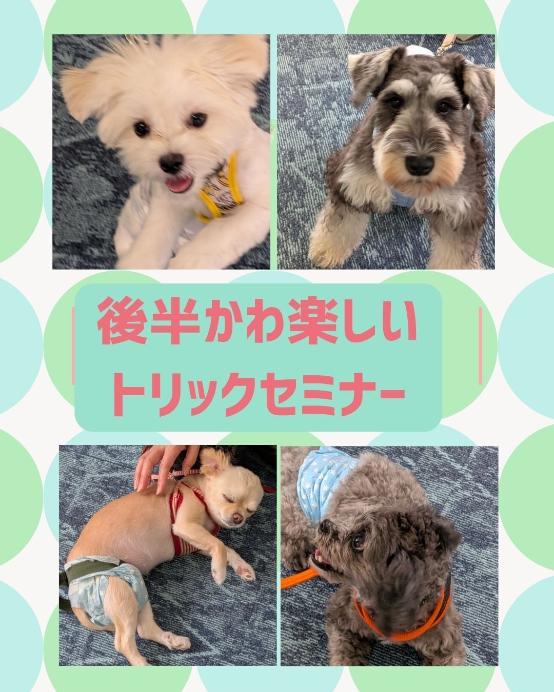 第6回みんなのDOGFANBASE後記