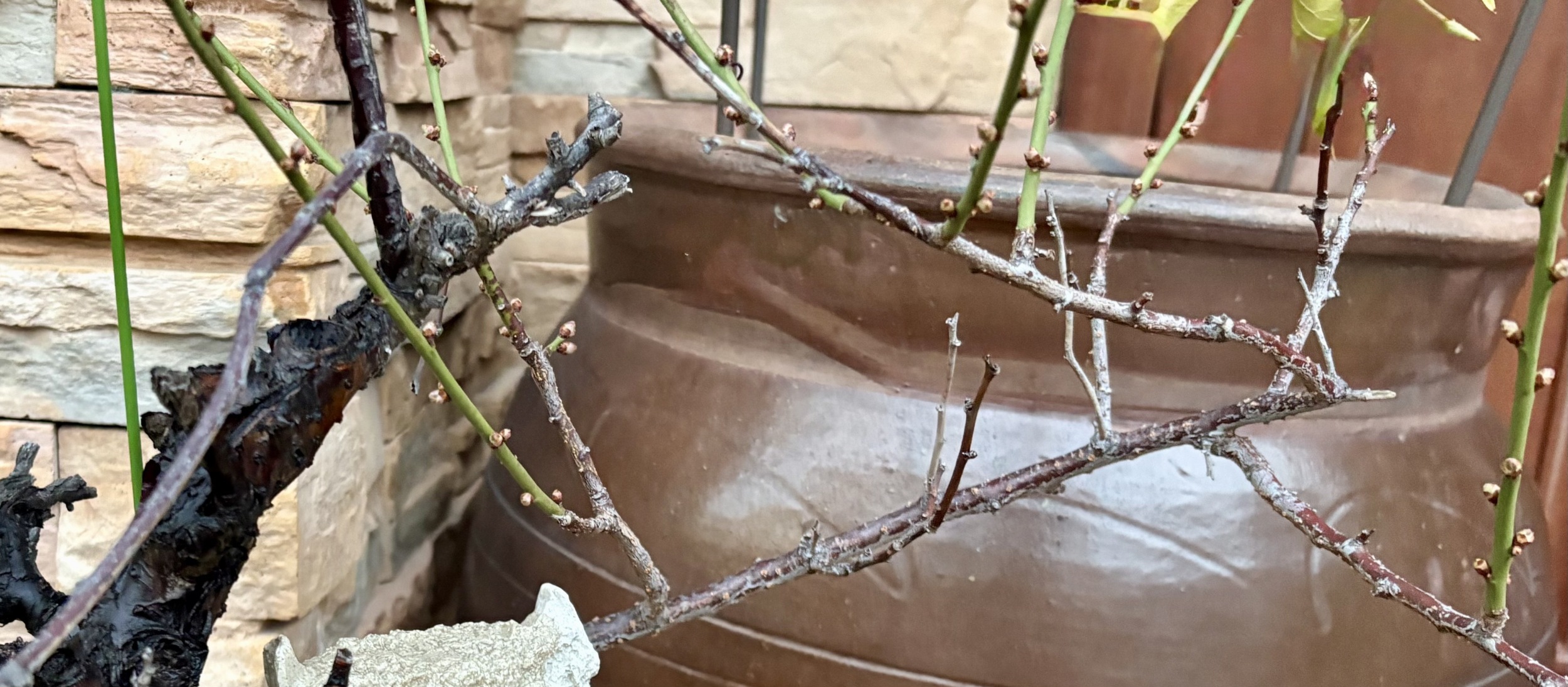 冬来たりなば春遠からじ