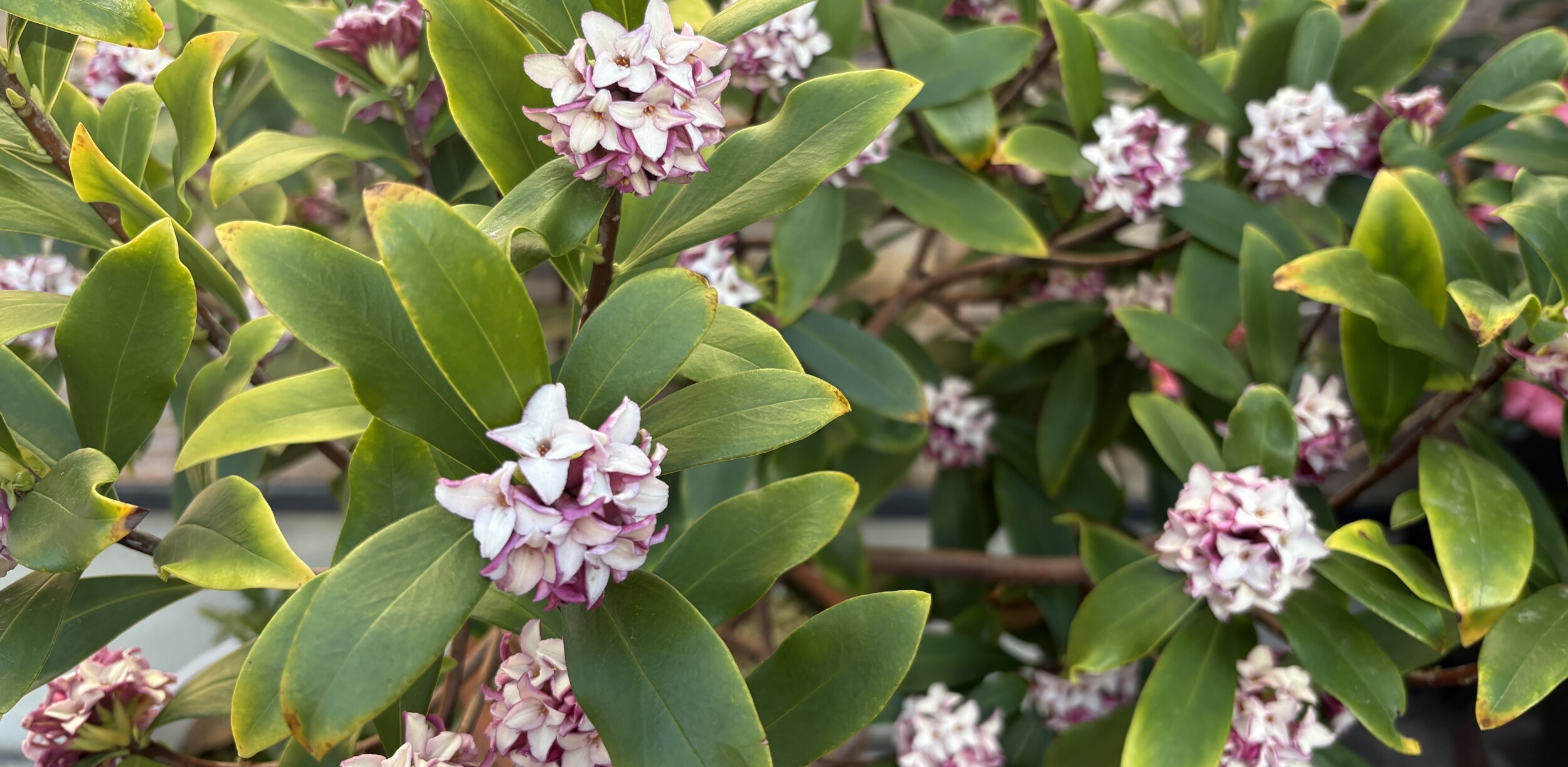 春を告げる「香りの魔術師」沈丁花
