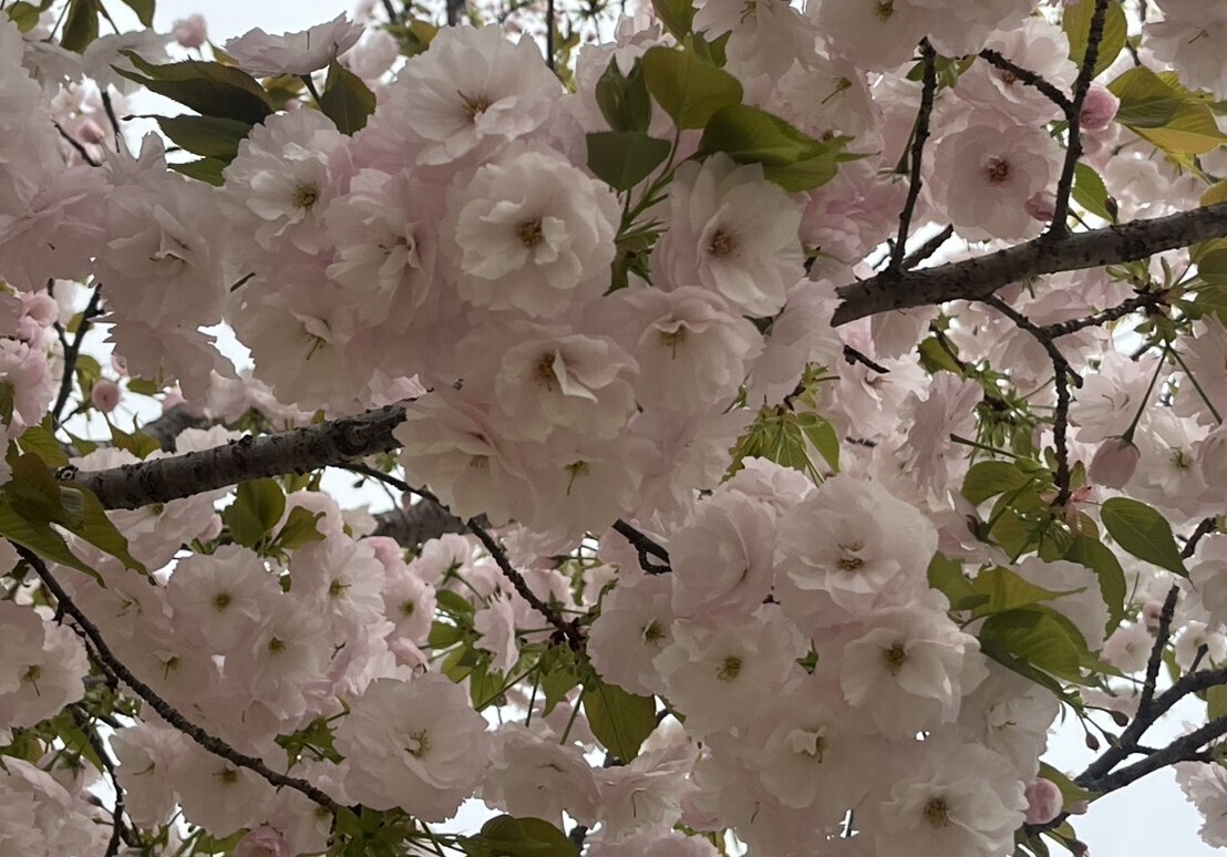 「退職代行モームリ」のニュースから～四月に思う事