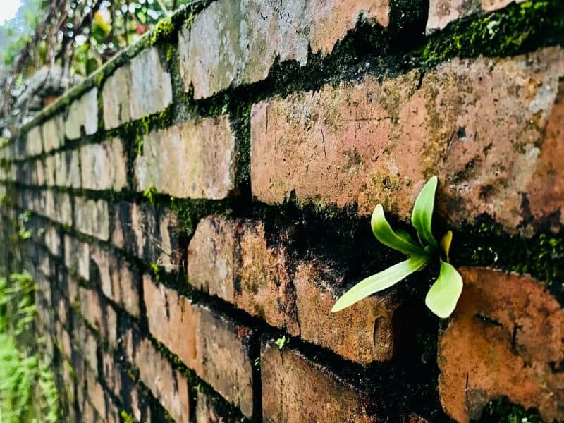 金瓜石山城野草