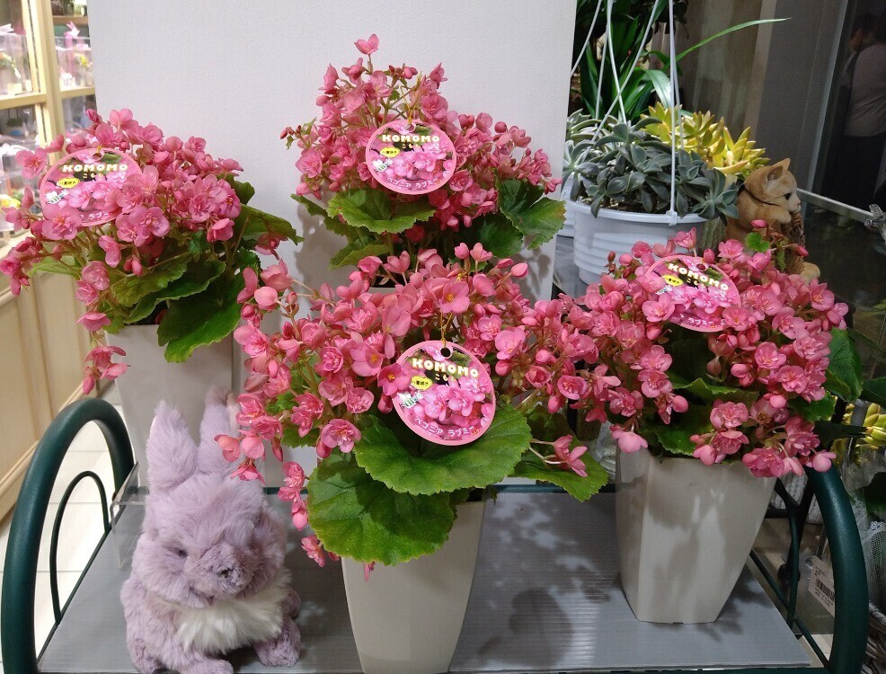 八重咲きが可愛い新品種 ベゴニア ラブミー こもも 注目タグ Toyama Station City
