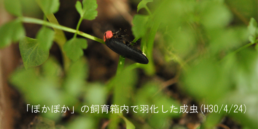 Display