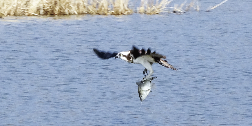 Display