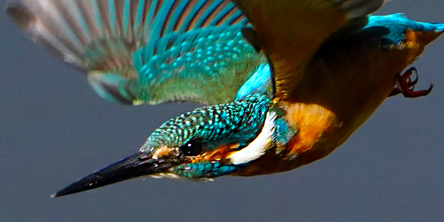 Display