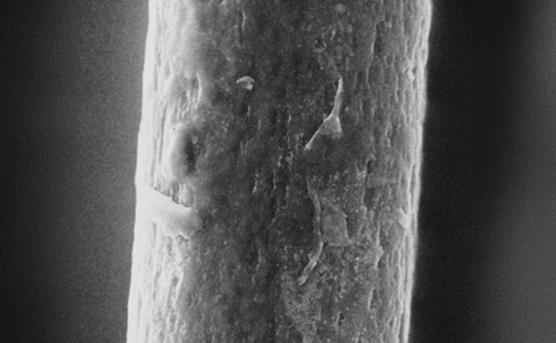 リセーブル毛の表面