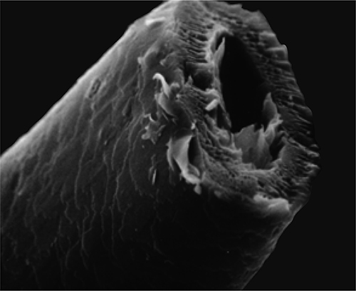 コリンスキー原毛の断面